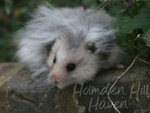 Gunner- Dark Grey Umbrous Longhaired Male Syrian Hamster